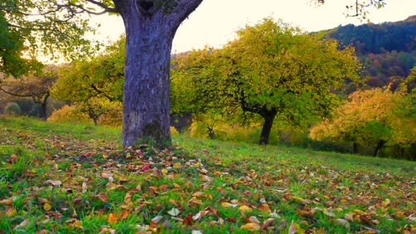 Huerto prado manzanas y follaje caen del árbol en otoño — Vídeo de stock