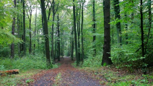 Φθινοπωρινό τοπίο τροπικό δάσος στην το Siebengebirge — Αρχείο Βίντεο