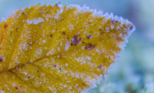 Кристаллы льда на осеннем золотом листе — стоковое фото