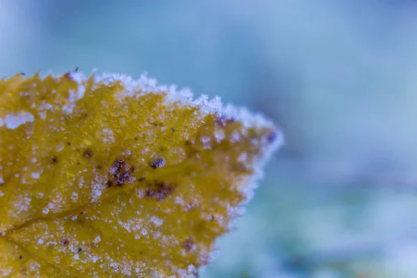 Кристаллы льда на осеннем золотом листе — стоковое фото