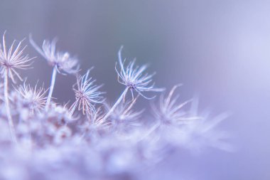 Kış soyut doğa arka planda vahşi bitkiler