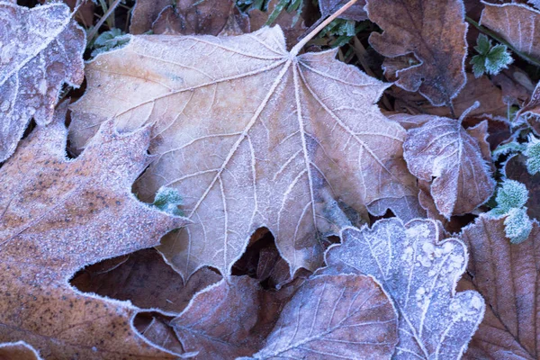 Зимние морозы на осенних листьях — стоковое фото