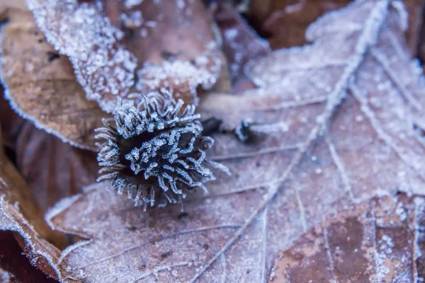 Invierno heladas hojas En el suelo del bosque Detalles de la naturaleza — Foto de Stock