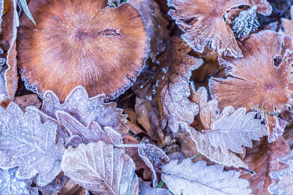 겨울 서 리 단풍 숲 바닥 자연 세부 사항에 — 스톡 사진
