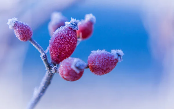 Arbusto de frutas de rosa mosqueta congelada sobre fondo de cielo azul — Foto de Stock