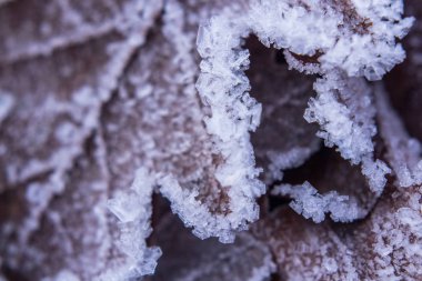 Buz kristalleri üzerinde sonbahar bırakın