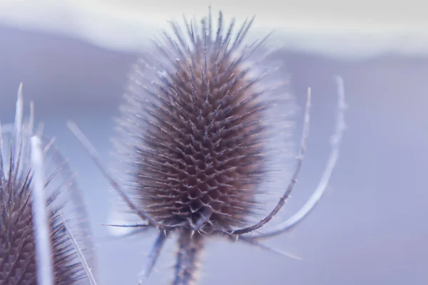 Сухой цветок чертополоха зимой закрывает природный фон — стоковое фото