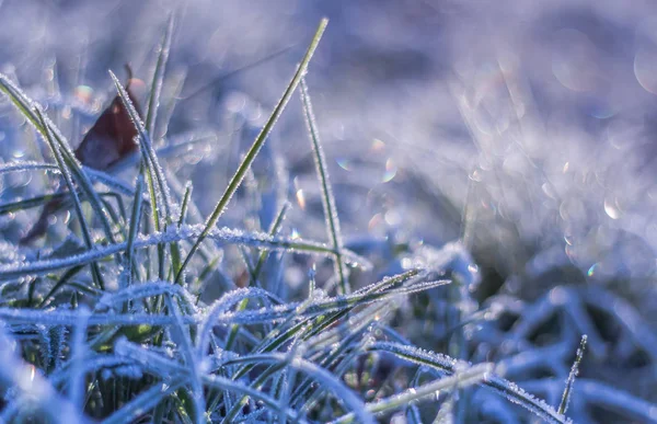 草とボケ味の背景に冬の霜 — ストック写真