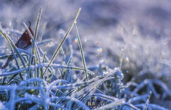 Escarcha de invierno sobre hierba y fondo bokeh — Foto de Stock