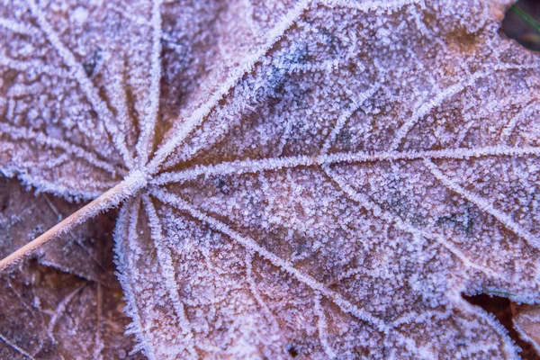 Geada bordo close up Natureza detalhes de inverno — Fotografia de Stock