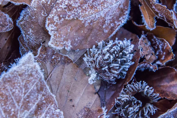 Inverno folhas de geada No chão da floresta Detalhes da natureza — Fotografia de Stock