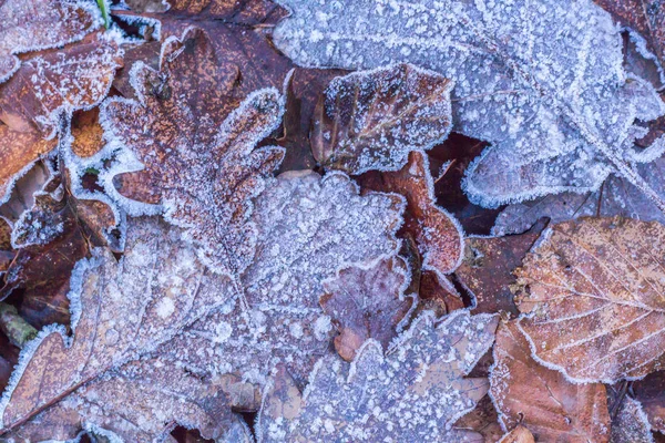 Invierno heladas hojas En el suelo del bosque Detalles de la naturaleza — Foto de Stock