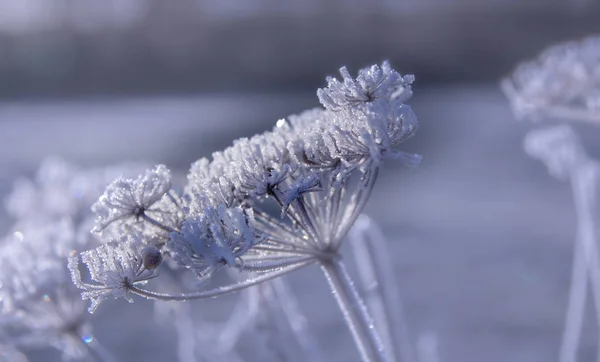 Замороженный полевой цветок Белоснежка Зимние впечатления — стоковое фото
