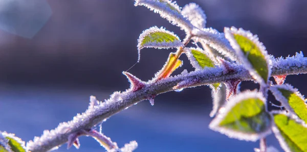 Cristales de escarcha brillantes en detalles de invierno de arbustos de rosa mosqueta — Foto de Stock