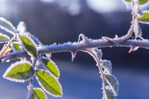 Cristales de escarcha brillantes en detalles de invierno de arbustos de rosa mosqueta — Foto de Stock