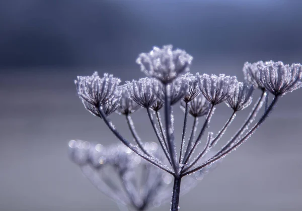 Frozen Wildflower Blancanieves invierno Impresiones — Foto de Stock