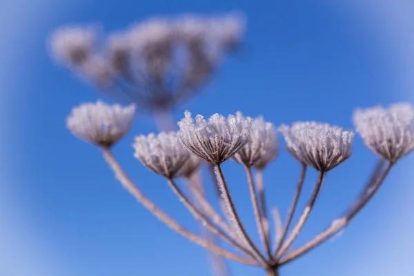 Lysande frost kristaller på blommor och blå himmel bakgrund — Stockfoto