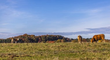 İnekler tarım arazileri Almanya manzara doğa hayvanlar mera