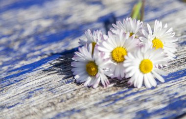 Rustik ahşap weatthered antika arka plan üzerinde papatya