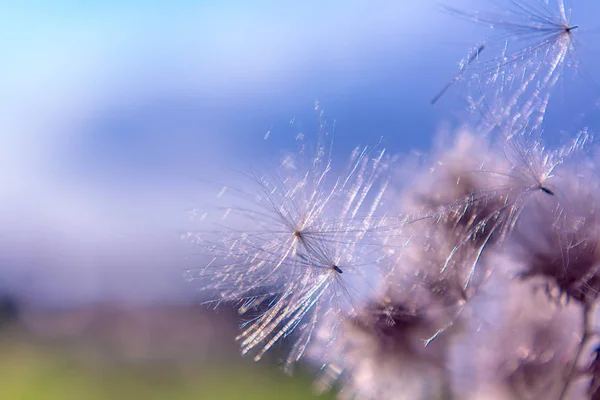 Natureza Flores filigrana abstratas Close up — Fotografia de Stock