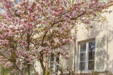 Baharda güzel konut mimarisi ve bahçeleri 