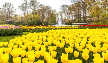 Lisse Holland Keukemhof romantik çiçek bahçeleri peyzaj