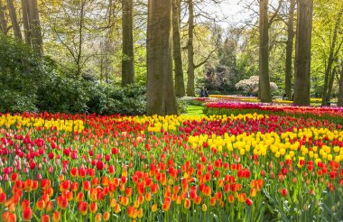 Keukemhof romantik çiçek bahçeleri peyzaj Holland