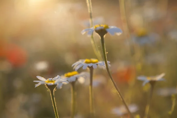 Ромашка полі польових квітів на тлі заходу сонця Brurred — стокове фото