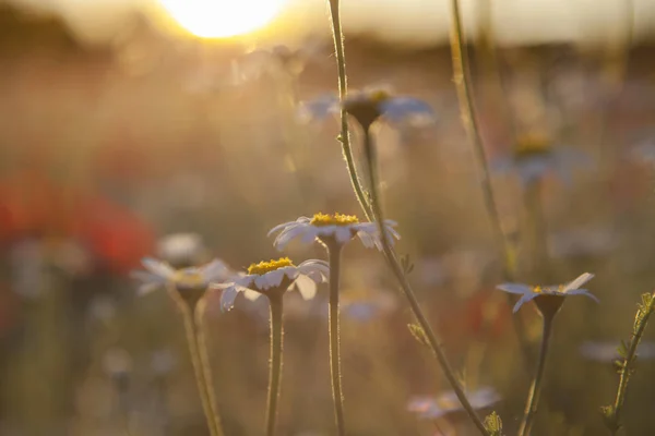 Ромашка полі польових квітів на тлі заходу сонця Brurred — стокове фото