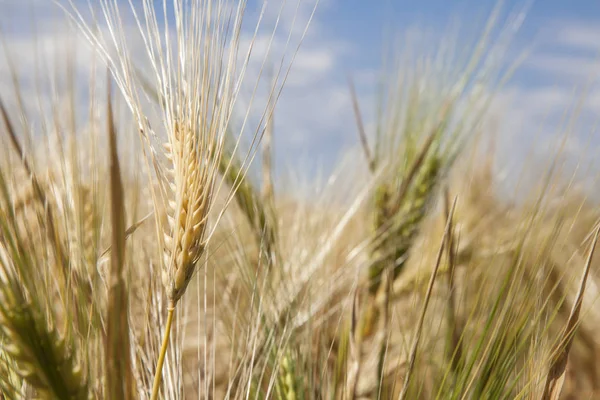 Zlaté pšeničné pole zblízka charakteru zemědělství kukuřičných polí — Stock fotografie