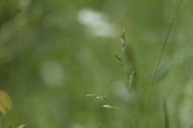 yeşil çayır çimen bulanıklık doku doğa arka planları 