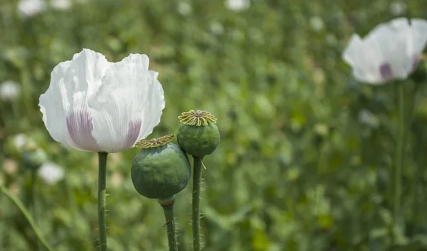 Opium poppy field Flower and Seeds capsules Close up