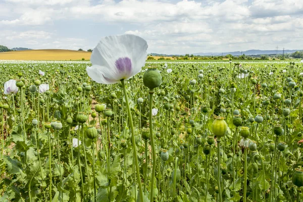 Opium poppy field Flower and Seeds capsules Close up