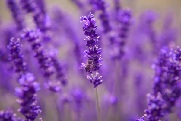 Lavendel en insecten close-up natuur zomer bloemen duivels — Stockfoto