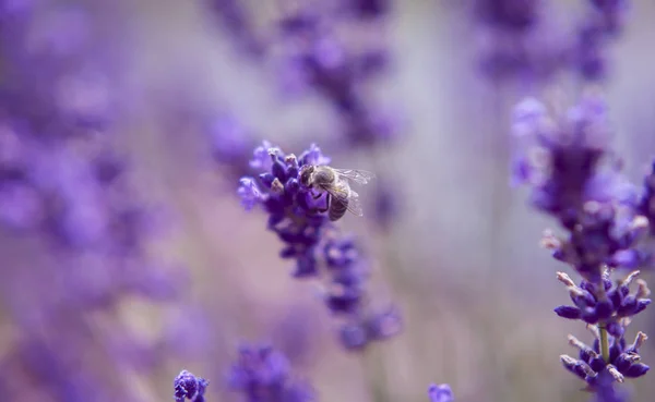 Lavendel en insecten close-up natuur zomer bloemen duivels — Stockfoto