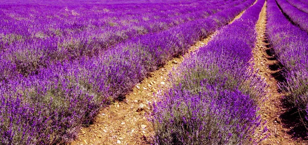 ラベンダー フィールド violett 咲くハーブ自然夏 — ストック写真