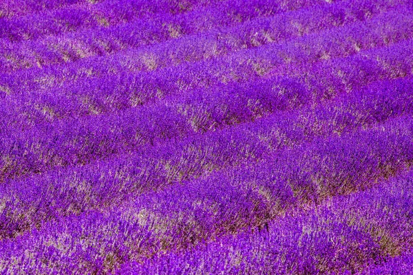 Lavendel veld violett bloeiende kruiden natuur zomer — Stockfoto