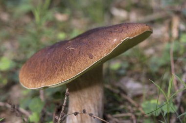 Porcini mantar orman yerden doğa mevsimlik w Grows