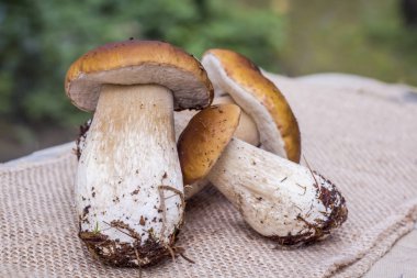 Çuval bezi arka plan doğa sezon gıda üzerinde taze porcini mantar 