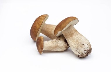 Taze porcini mantar üzerinde arka plan ile izole 