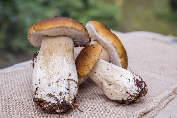 Çuval bezi arka plan doğa sezon gıda üzerinde taze porcini mantar 