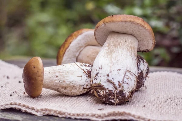 Çuval bezi arka plan doğa sezon gıda üzerinde taze porcini mantar 
