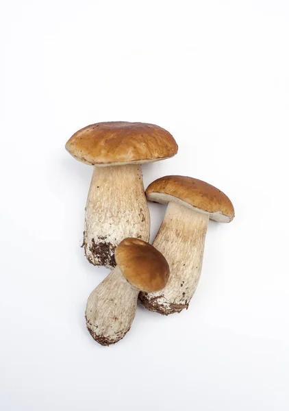 Verse porcini paddestoelen geïsoleerd op met achtergrond — Stockfoto