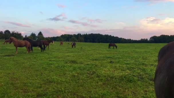 Aegidien caballos en el Siebengebirge en el pasto al atardecer — Vídeos de Stock