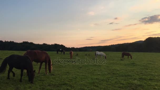 Aegidien caballos en el Siebengebirge en el pasto al atardecer — Vídeos de Stock