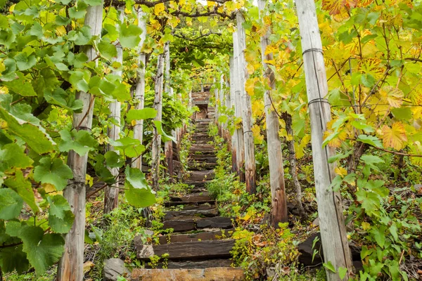 Cultura vinicola della Mosella Vigneto sul sentiero escursionistico di Moselsteig — Foto Stock