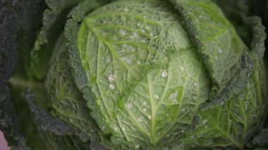 taze savoy lahana su ile dönen damla 