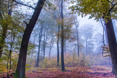 Sisli sonbahar orman manzara Siebengebirge Almanya 