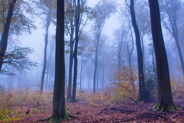 Foggy autunno paesaggio forestale a Siebengebirge Germania — Foto Stock