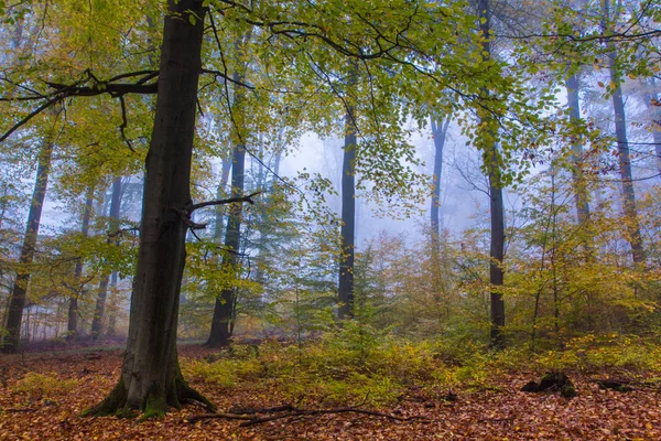 Туманний осінній ліс краєвид в Німеччині Siebengebirge — стокове фото